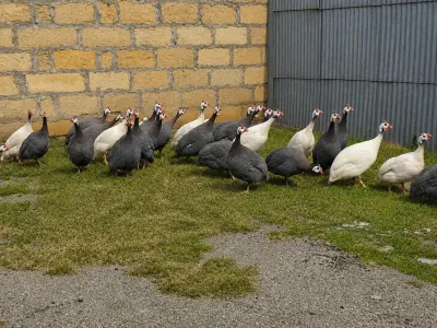 Firəng toyuğu — Heyvanlar, Quşlar, Balıqlar, Sabirabad