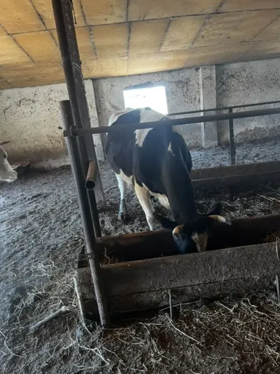 İnəklər — Heyvanlar, Quşlar, Balıqlar, Xırdalan — şəkil 3