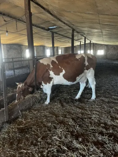 İnəklər — Heyvanlar, Quşlar, Balıqlar, Xırdalan — şəkil 2