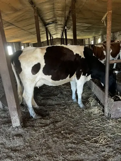 İnəklər — Heyvanlar, Quşlar, Balıqlar, Xırdalan — şəkil 7