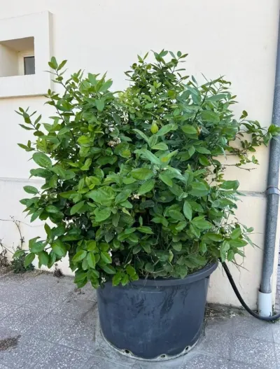 Limon tingi — Dənlilər, Otlar Yemlər,  Bitkilər, Bakı