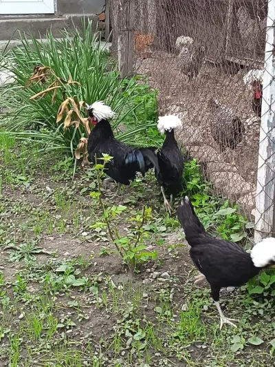 Toyuqlar — Heyvanlar, Quşlar, Balıqlar, Xırdalan — şəkil 2