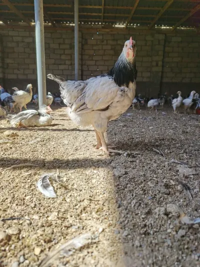 Çolpalar — Heyvanlar, Quşlar, Balıqlar, Bakı — şəkil 3