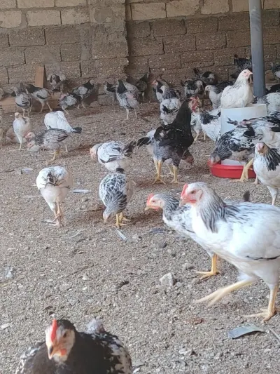Çolpalar — Heyvanlar, Quşlar, Balıqlar, Bakı — şəkil 4