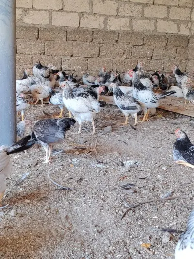 Çolpalar — Heyvanlar, Quşlar, Balıqlar, Bakı — şəkil 2