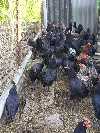 Çolpalar — Heyvanlar, Quşlar, Balıqlar, Quba — şəkil 2