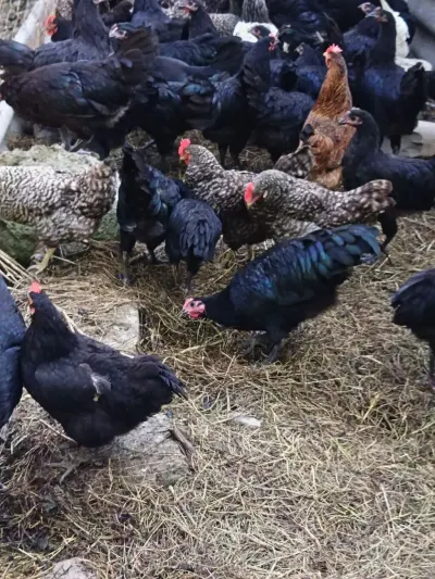 Çolpalar — Heyvanlar, Quşlar, Balıqlar, Quba