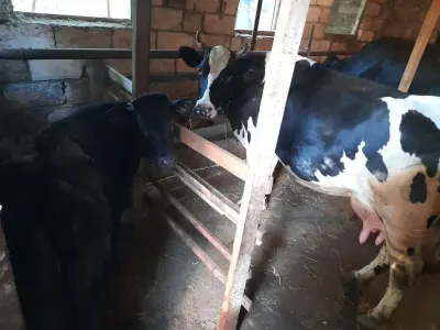 İnəklər — Heyvanlar, Quşlar, Balıqlar, Bakı — şəkil 4