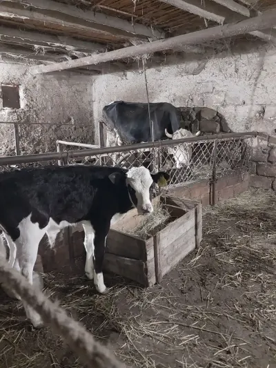 Balalı inək — Heyvanlar, Quşlar, Balıqlar, Goranboy — şəkil 4