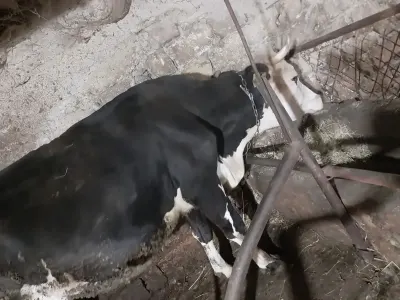 Balalı inək — Heyvanlar, Quşlar, Balıqlar, Goranboy