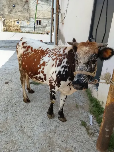 İnək — Heyvanlar, Quşlar, Balıqlar, Bakı — şəkil 2