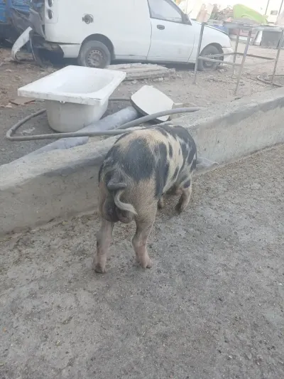 Donuz əti — Heyvanlar, Quşlar, Balıqlar, Sumqayıt