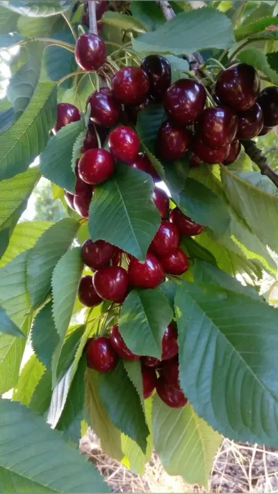 Gilas — Meyvə və Giləmeyvə, Göyçay