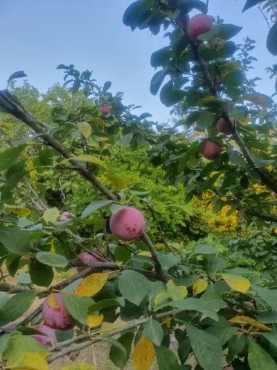 Gavalı tingi — Dənlilər, Otlar Yemlər,  Bitkilər, Masallı
