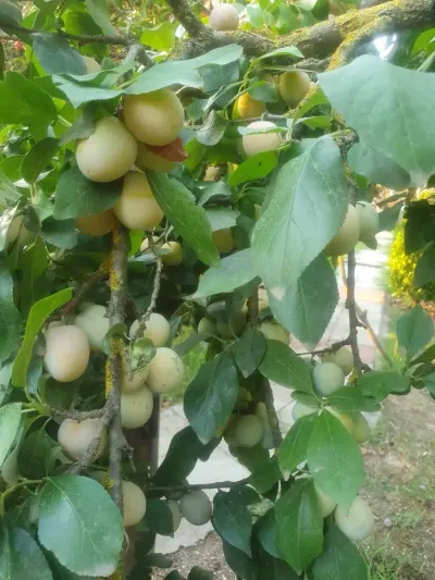 Gavalı tingi — Dənlilər, Otlar Yemlər,  Bitkilər, Masallı — şəkil 2