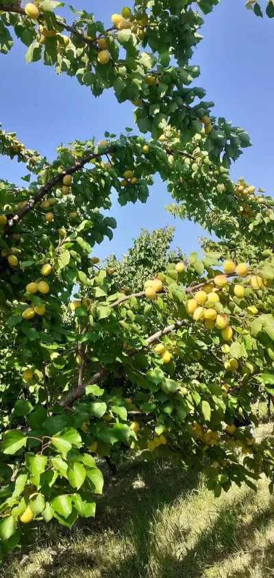 MEYVƏ BAĞI — Kənd Təsərrüfatı Əmlakı, Quba