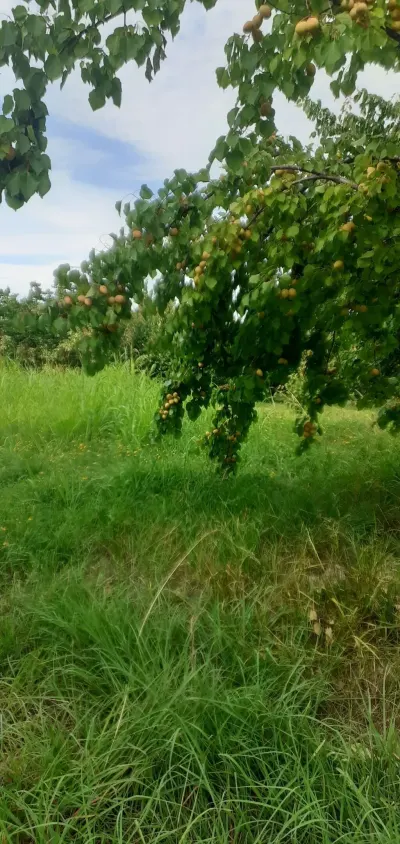 Meyvə bağı — Kənd Təsərrüfatı Əmlakı, Quba — şəkil 5