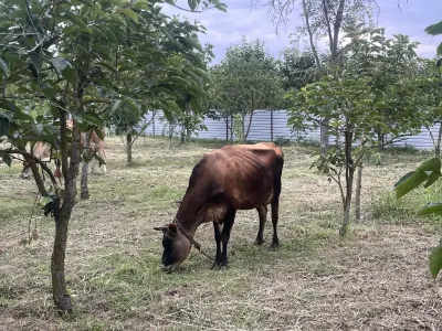 İnəklər — Heyvanlar, Quşlar, Balıqlar, Göyçay — şəkil 9