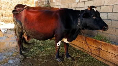 Balalı inək — Heyvanlar, Quşlar, Balıqlar, Xaçmaz — şəkil 2