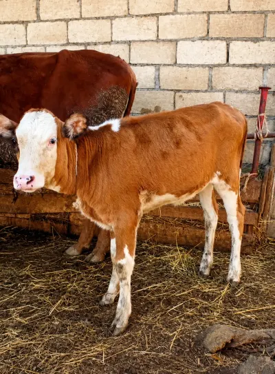 Balalı inək — Heyvanlar, Quşlar, Balıqlar, Xaçmaz — şəkil 3