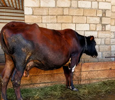 BALALI İNƏK — Heyvanlar, Quşlar, Balıqlar, Xaçmaz