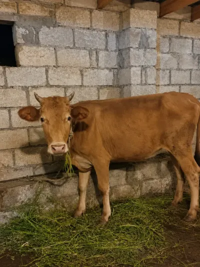 Balalı inək — Heyvanlar, Quşlar, Balıqlar, Quba