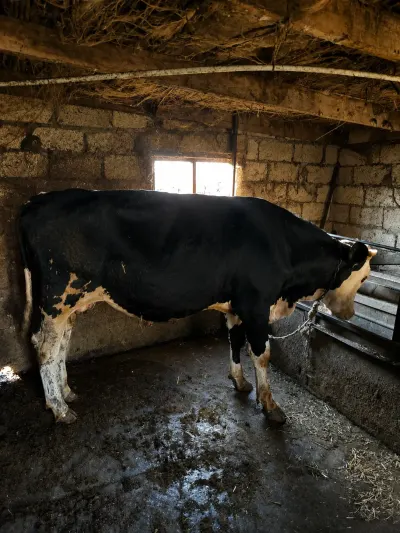 Dana — Heyvanlar, Quşlar, Balıqlar, İmişli