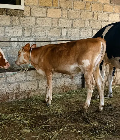 Dana — Heyvanlar, Quşlar, Balıqlar, Şabran