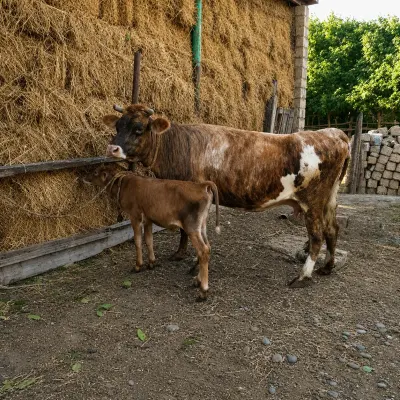 BALALI İNƏK — Heyvanlar, Quşlar, Balıqlar, Xaçmaz