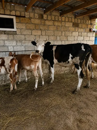 Balalı inək — Heyvanlar, Quşlar, Balıqlar, Şabran