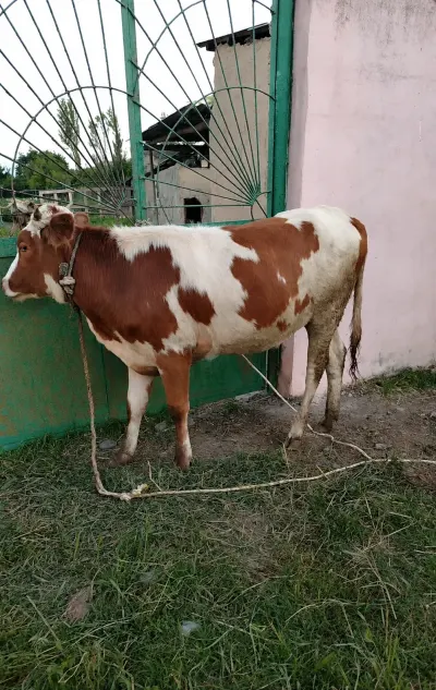 Düyə — Heyvanlar, Quşlar, Balıqlar, Xaçmaz