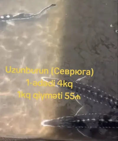 Nərə uzunburun (sevryuqa) — Heyvanlar, Quşlar, Balıqlar, Astara