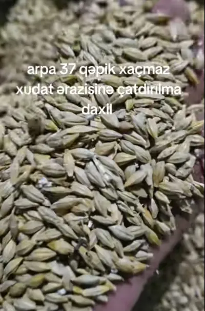 Arpa — Dənlilər, Otlar Yemlər,  Bitkilər, Xudat