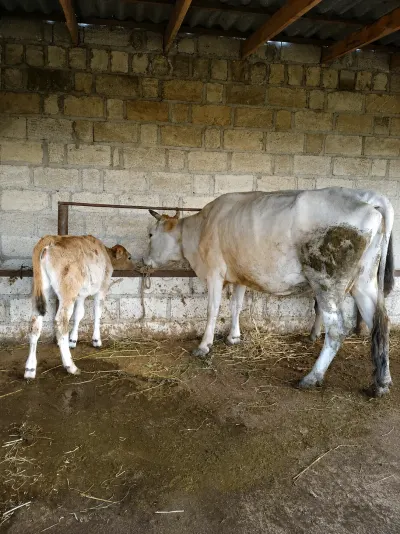 İnək — Heyvanlar, Quşlar, Balıqlar, Şabran