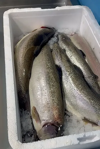 Forel — Heyvanlar, Quşlar, Balıqlar, Bakı