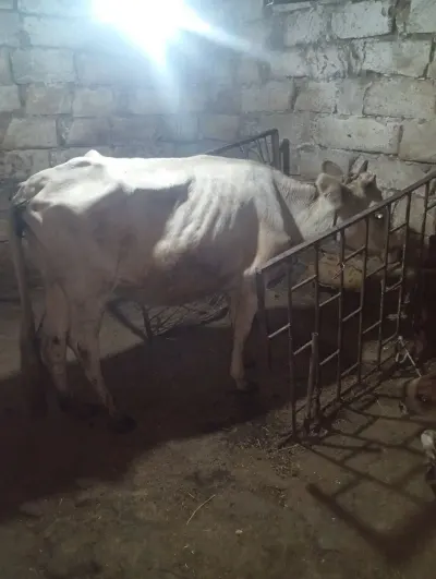 DÜYƏ — Heyvanlar, Quşlar, Balıqlar, Xırdalan