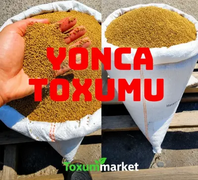 YONCA TOXUMU — Dənlilər, Otlar Yemlər,  Bitkilər, Bərdə