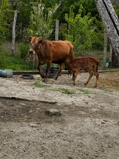 Balalı inək — Heyvanlar, Quşlar, Balıqlar, Quba