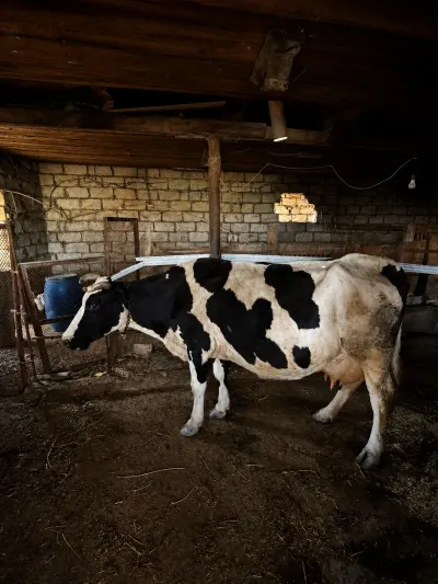 İnəklər — Heyvanlar, Quşlar, Balıqlar, Bakı