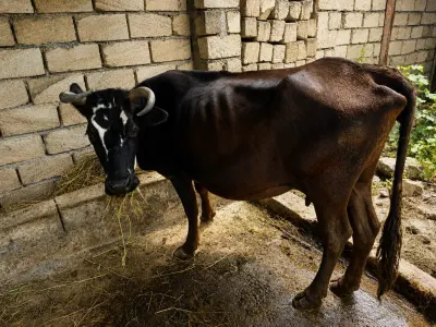 BALALI İNƏK — Heyvanlar, Quşlar, Balıqlar, Xaçmaz