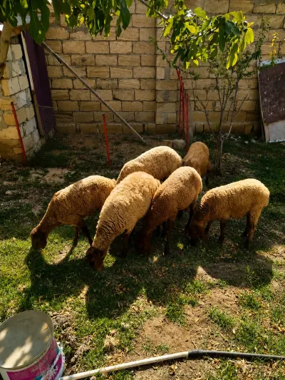 Quzular — Heyvanlar, Quşlar, Balıqlar, Bakı