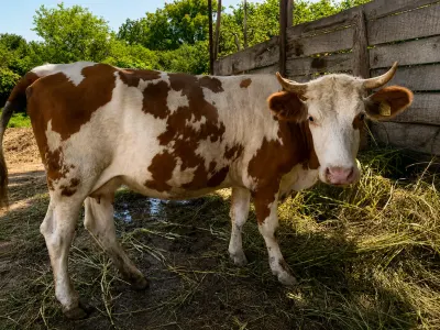 İNƏK — Heyvanlar, Quşlar, Balıqlar, Qax