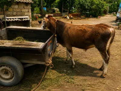 DANA — Heyvanlar, Quşlar, Balıqlar, Xaçmaz