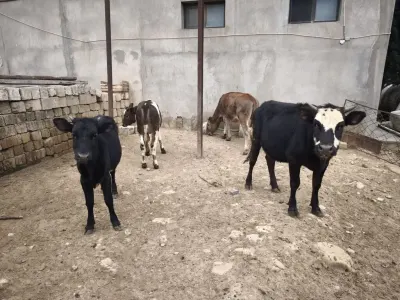 Düyə — Heyvanlar, Quşlar, Balıqlar, Bakı — şəkil 3