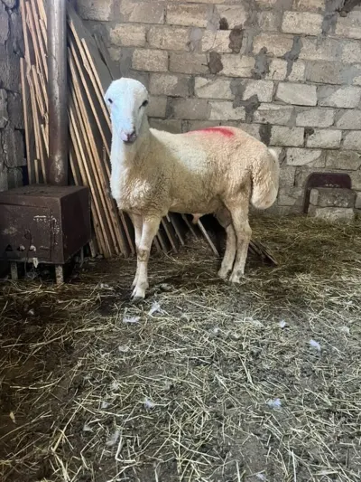 Qoç — Heyvanlar, Quşlar, Balıqlar, Bakı — şəkil 2