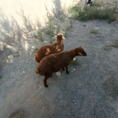 Quzular — Heyvanlar, Quşlar, Balıqlar, Bakı — şəkil 3
