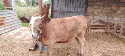 İnək — Heyvanlar, Quşlar, Balıqlar, Saatlı