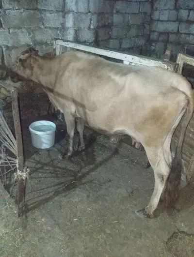 BALALI İNƏK — Heyvanlar, Quşlar, Balıqlar, Xırdalan