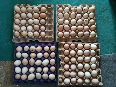YUMURTA — Heyvanlar, Quşlar, Balıqlar, Bakı