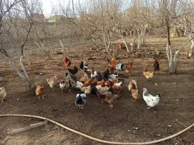 Yumurta — Heyvanlar, Quşlar, Balıqlar, Bakı — şəkil 2